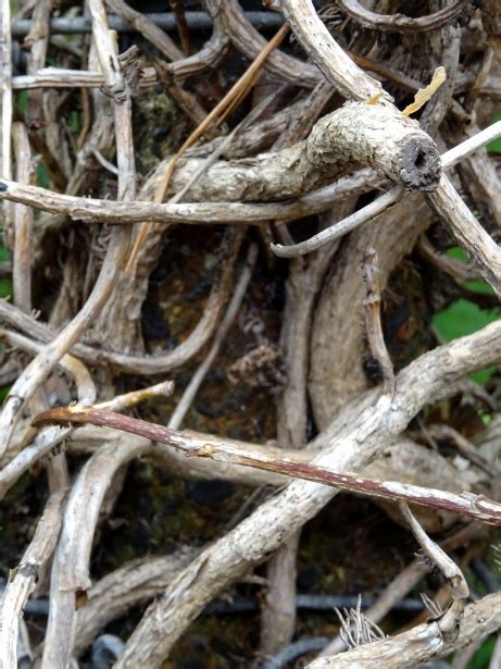 Twigs And Branches Background Free Stock Photo Public Domain Pictures