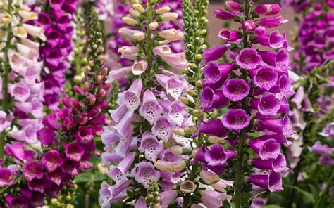 Its definitely a confusing name. Wildlife garden: Top 10 plants for bees and pollinators