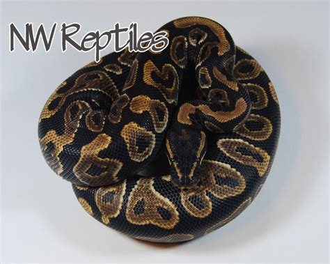 Northwest Reptiles Ball Python Breeder