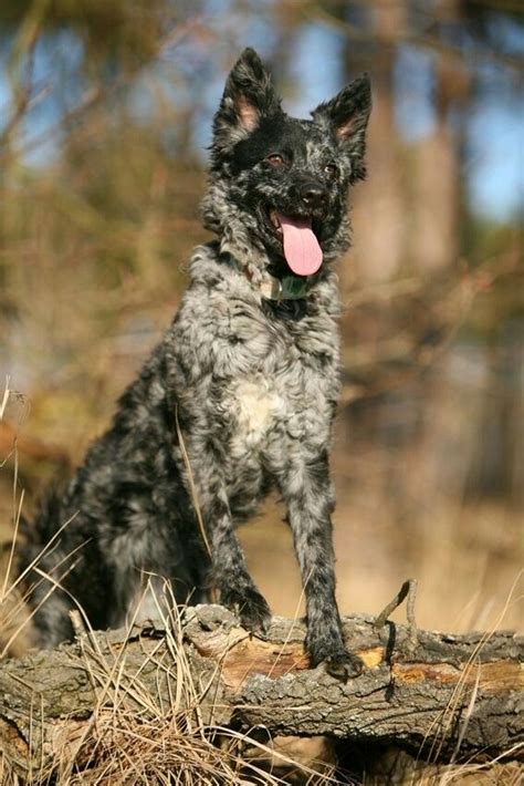 30 Best Hungarian Mudi Images On Pinterest Herding Dogs Dog Breeds