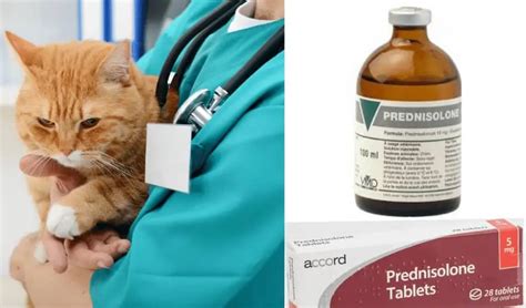 Prednisone Prednisolone For Cats Dosage Chart