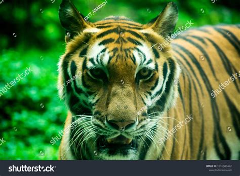 Bengal Tiger Face Eyes Closeup Stock Photo 1016680492 Shutterstock