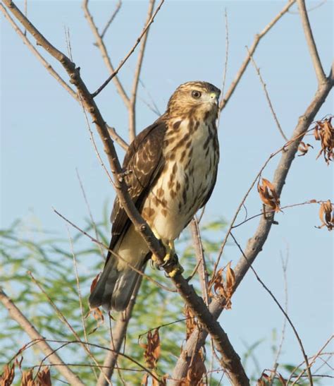 Birding The Oklahoma Skies For Hawks Hubpages