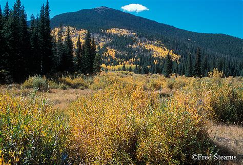 Rocky Mountain National Park Willows And Aspen Stearns Photography