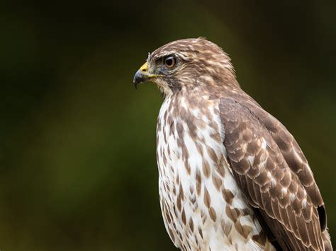 Broad Winged Hawk Birding Trinbago