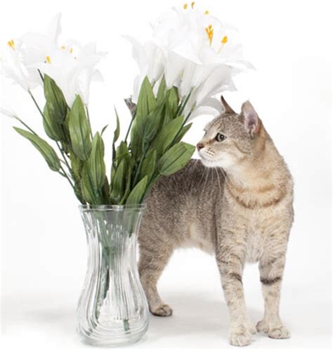 It's called the pouch or slipper flower and grows 3 feet tall. CAT FRIDAY: Keep cats away from lilies this Easter ...