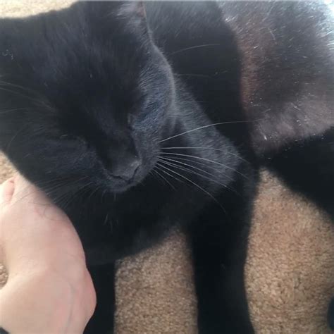 Missing Black Cat Lost And Found In Bristol South Glos