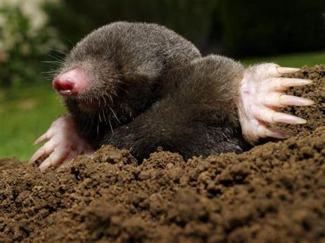 Mole Removal In Arlington Tn Apex Wildlife Control