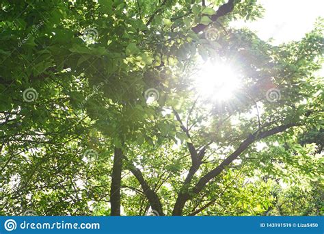Sunlight Filtering Through Oak Tree Crown Stock Image Cartoondealer
