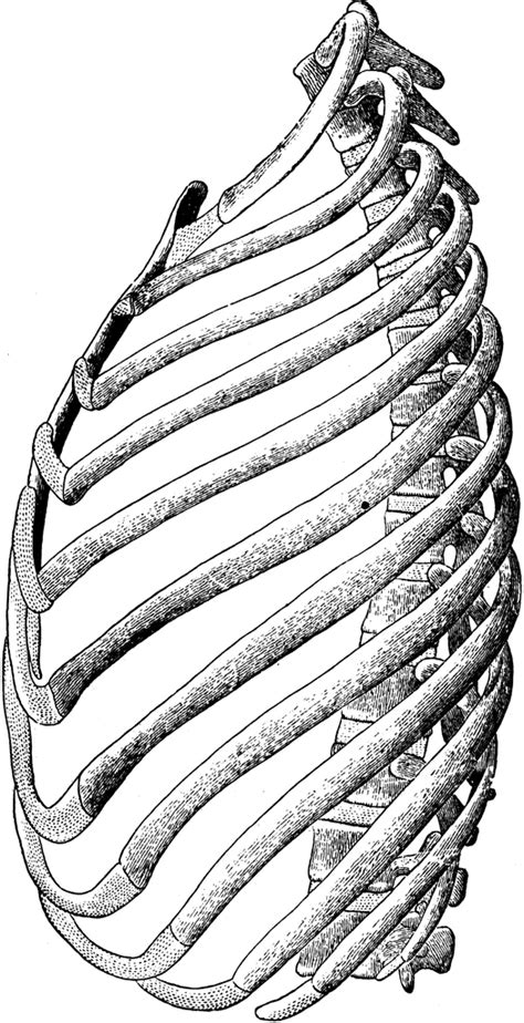 Rib Cage Angling Downwards And Crosslinks In The Cartilage In Front R