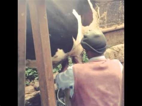 Peter Uman Milking Men Milking He Man Chemdistributors