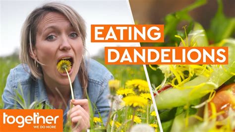 Is Eating Dandelions Good For You Super Foods The Real Story Youtube