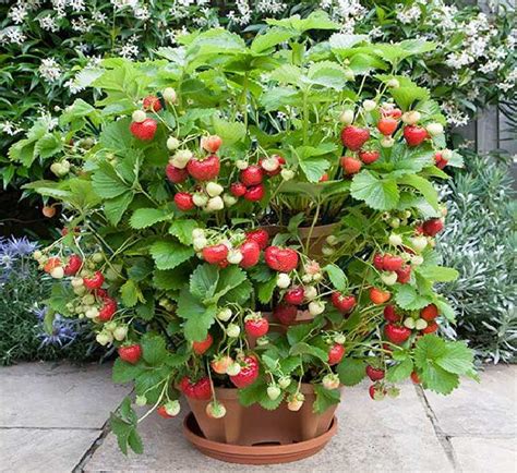 8 Of The Best Berries To Grow In Containers Balcony