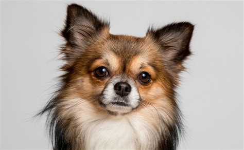 5 Cuidados Básicos Que Un Chihuahua De Pelo Largo Debe Tener