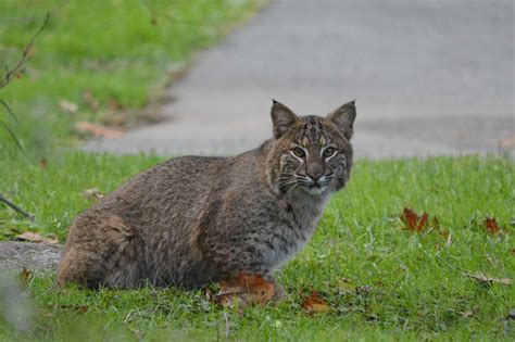 Large Wild Cat Stops By To Visit A Ridgefield Yard