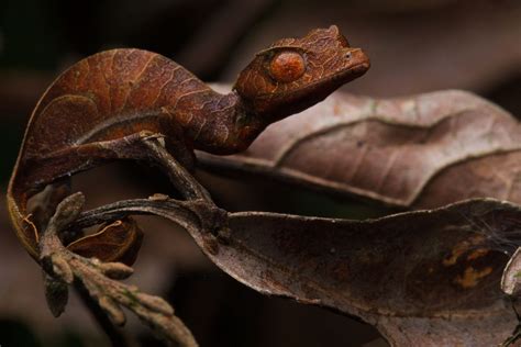 Juvenile Satanic Leaf Tailed Gecko Uroplatus Phantasticus 12