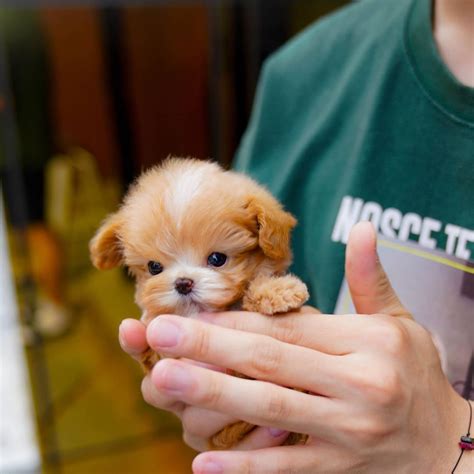 Here are only the best teacup puppies wallpapers. Milk - Male Teacup Maltipoo | Mini Teacup Puppies