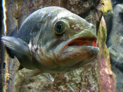 The Most Ugly Fishes In The World Photographs Only Funny And Cute