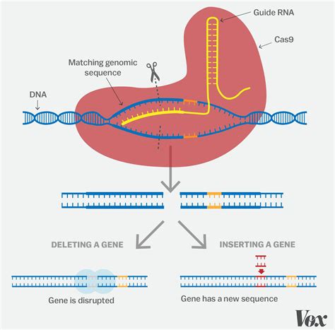Crispr One Of The Biggest Science Stories Of The Decade Explained Vox