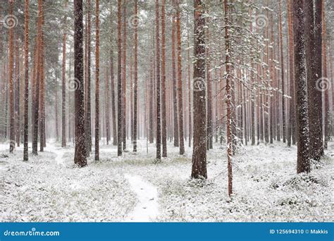 Pine Forest In Light Snowfall Stock Photo Image Of Beauty Plant