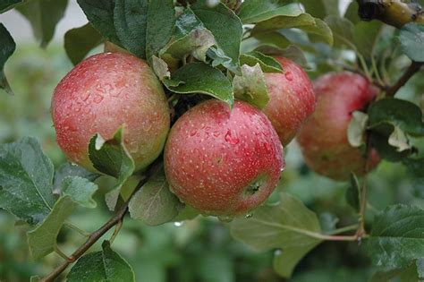 Mustard seeds can also be obtained by breaking herb garden or windy garden if gardens are not set to dropping seeds. Sweet Sixteen Apple (Malus 'Sweet Sixteen') at The Mustard ...