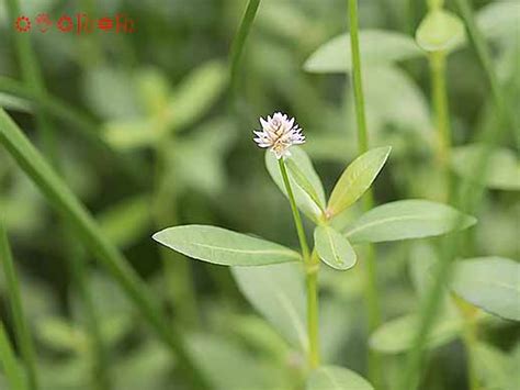 パッカーズ ３９． ８ 大宮店 からの返信. ナガエツルノゲイトウ Alteranthera philoxeroides