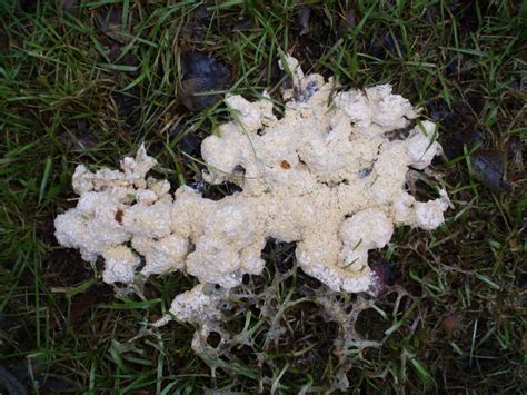 We did not find results for: Dog Sick Slime Mould | NatureSpot