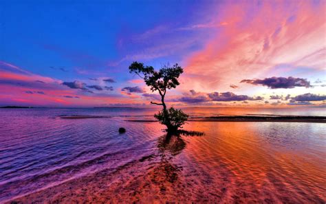 Sea Ocean Red Sunset Tree Beautiful Horizon Blue Clouds Reflection ...