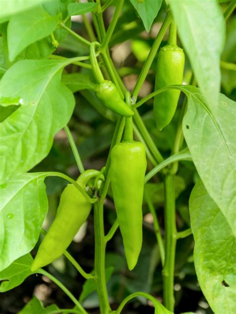 Growing Banana Peppers - How To Grow And Care For Different Types Of ...