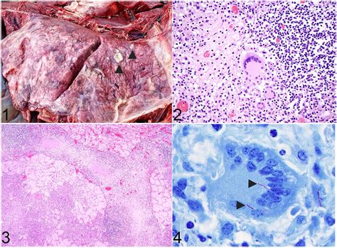 Disseminated Mycobacterium Kansasii Infection In A White Tailed Deer
