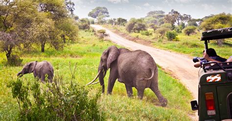 8 Of The Best Safari Destinations In Africa Traveler By Unique