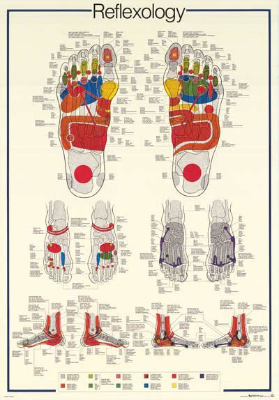 The female muscular system anatomical chart. Reflexology Foot Massage Anatomy Educational Poster 27x39 ...