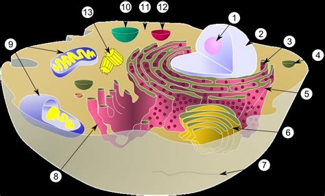 Check spelling or type a new query. Schematic of typical animal cell - Biology Photo (2424214 ...