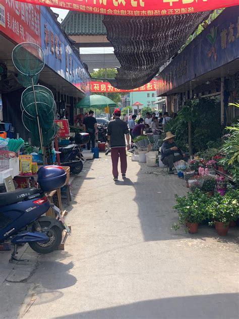 Wujiaochang Bird And Flower Market Shanghai Updated 2019 All You