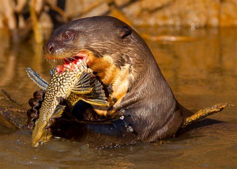 最新 Amazon River Otter Next To Human 239311 Gambarsaex6a