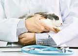 Exotic Pet Doctor Pictures