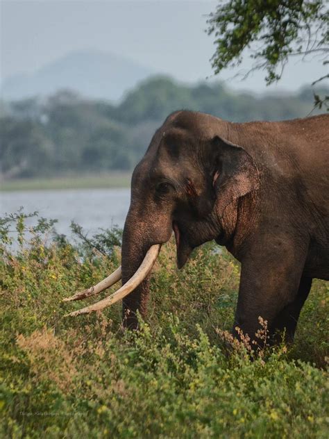Sri Lanka Elephant Wallpapers Top Free Sri Lanka Elephant Backgrounds