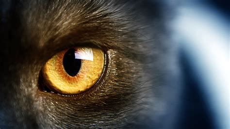1920x1080 1920x1080 Yellow Eye Cat Wild Yellow Eyes Cats