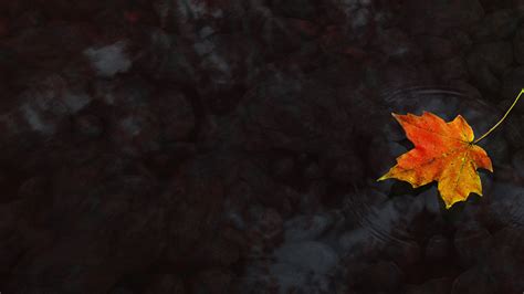 Fall Leaves Water Desktop Wallpaper