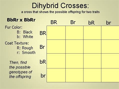 A Dihybrid Cross Involves The Crossing Of Just One Trait Mic150 Chap