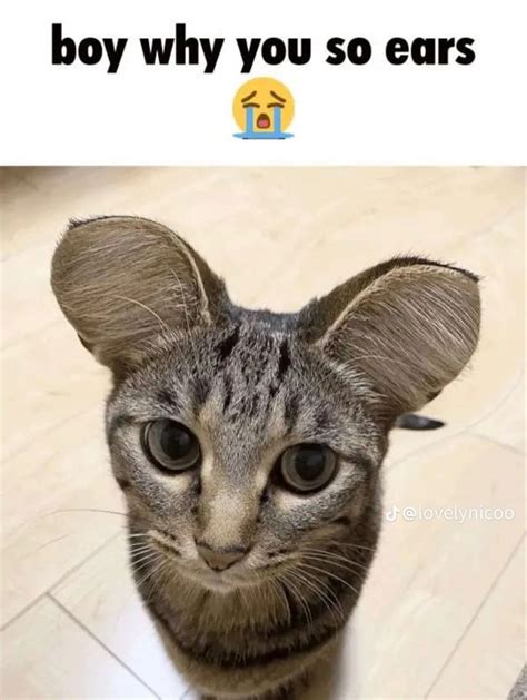 Why You So Ears Silly Cats Pictures Funny Looking Cats Silly Cats