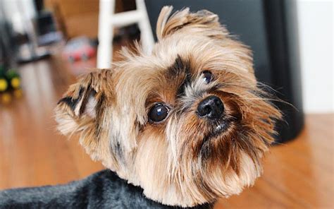 How To Groom A Yorkie At Home Tutorial Yorkshire Terrier Grooming