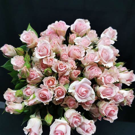 Fleurette Premium Spray Roses Aisha Flowers