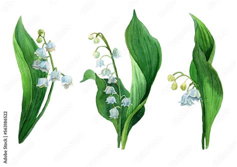 Watercolor Set Lily Of The Valley White Flowers And Green Leaves