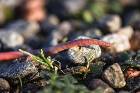 The Importance Of Garden Worms Kellogg Garden Organics