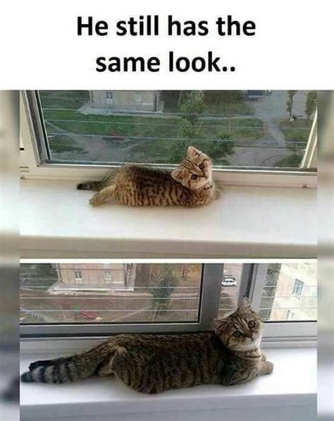 The Same Look Cute Animal Memes Cute Funny Animals Cute Cats Kittens