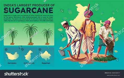 Visualizing Indias Largest Sugarcane Producing States Stock Vector Royalty Free 2284038977