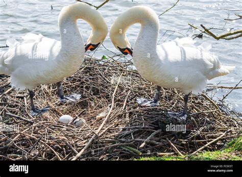 Two Swans On The Nest Stock Photo Alamy