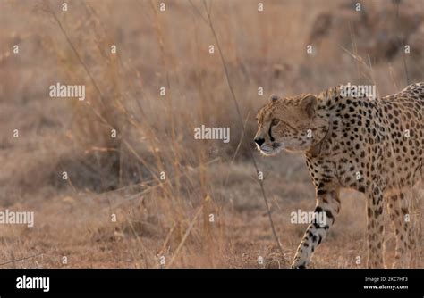 A Wild Female Cheetah Acinonyx Jubatus Walking Fitted With A Tracking