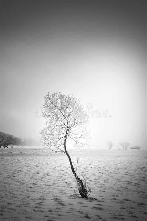 Winter Tree Stock Image Image Of Horizon Monochromatic 63940275